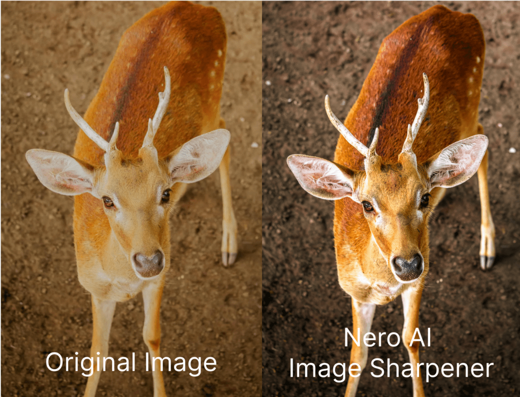 Nero AI Image Sharpener sharpens animal photo with color contrast