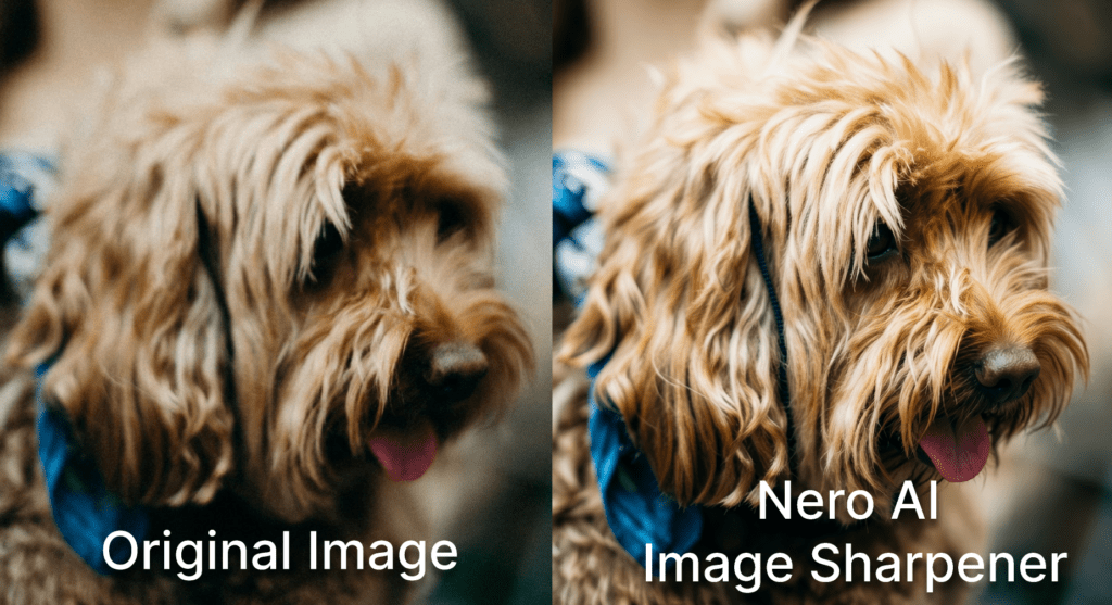 Nero AI Image Sharpener Slightly Blurred Animal Photos